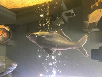 silver pangasius catfish £40 to good home.