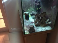 FREE Tanganyikan breeding pair and baby fairy cichlids(GONE)