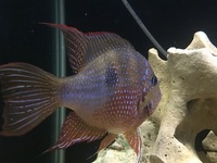 Thorichthys Maculipinnis/Thorichthys Ellioti/Ellioti Cichlid