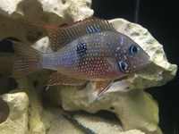 Thorichthys Maculipinnis/Thorichthys Ellioti/Ellioti Cichlid