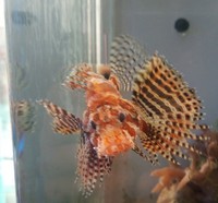 Wanted Fuzzy dwarf lionfish