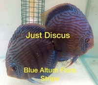 JUST DISCUS BUY 5 GET 1 FREE from ONLY £32 @3-3.5” and thousands of top quality Discus to choose from and the biggest selection in the U.K. Cheapest prices guaranteed.