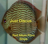 JUST DISCUS BUY 5 GET 1 FREE from ONLY £32 @3-3.5” and thousands of top quality Discus to choose from and the biggest selection in the U.K. Cheapest prices guaranteed.