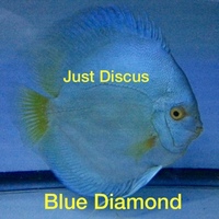 JUST DISCUS BUY 5 GET 1 FREE from ONLY £32 @3-3.5” and thousands of top quality Discus to choose from and the biggest selection in the U.K. Cheapest prices guaranteed.