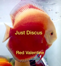 JUST DISCUS BUY 5 GET 1 FREE from ONLY £32 @3-3.5” and thousands of top quality Discus to choose from and the biggest selection in the U.K. Cheapest prices guaranteed.