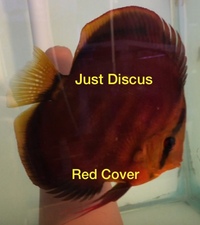 JUST DISCUS BUY 5 GET 1 FREE from ONLY £32 @3-3.5” and thousands of top quality Discus to choose from and the biggest selection in the U.K. Cheapest prices guaranteed.