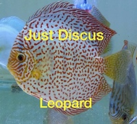 JUST DISCUS BUY 5 GET 1 FREE from ONLY £32 @3-3.5” and thousands of top quality Discus to choose from and the biggest selection in the U.K. Cheapest prices guaranteed.