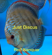 JUST DISCUS BUY 5 GET 1 FREE from ONLY £32 @3-3.5” and thousands of top quality Discus to choose from and the biggest selection in the U.K. Cheapest prices guaranteed.