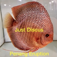 JUST DISCUS BUY 5 GET 1 FREE from ONLY £32 @3-3.5” and thousands of top quality Discus to choose from and the biggest selection in the U.K. Cheapest prices guaranteed.