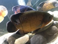 For sale Cichlids