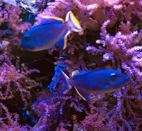 MARINE FISH @@ selling separate @@