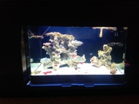 Live corals, inverts, fish in Marine tank Red Sea max 250 with sump £450 Ono