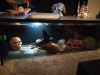 pair of Dovii s + 6ft tank