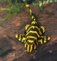 wanted L134 leopard frog pleco