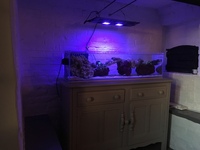 Marine Fish & Live Rock in Aquarium and top end equipment 