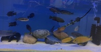 malawi mbuna adults now in stock at j2o cichlids