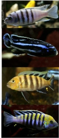 Malawi Juveniles For Sale