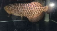 NEW AROWANA SHIPMENTS ARRIVING PLANET AROWANA