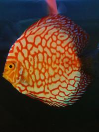 Various Large Discus