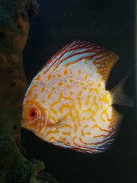 Various Large Discus