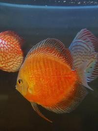 Various Large Discus