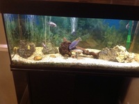 Fish tank for sale