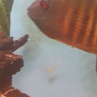 Breeding pair of wild caught severum