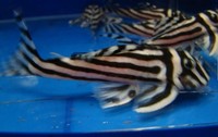 Good quality F1 L46 Zebra pleco available.