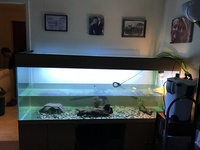 6ft aquarium