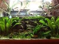 Custom 2ft x 1ft x 1ft Aquarium £165.00ovno