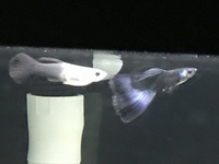 Black Moscow Guppy Fry