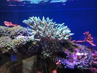 Coral Frag and Colonies for Sale