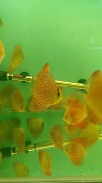 Juvenile Discus