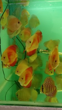 Juvenile Discus