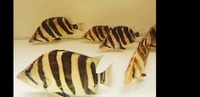 Sumatra Grade A Tiger Fish Datnoids