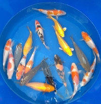 Japanese Koi carp for sale