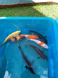 Japanese Koi carp for sale