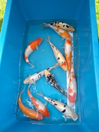 Japanese Koi carp for sale