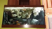 Full set of of mixed malawi cichlids n large tank