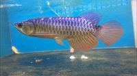 PLANET AROWANA