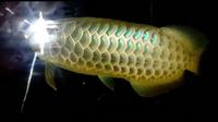 PLANET AROWANA