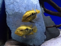 Rainbow Cichlids Herotilapia multispinosa for sale £4.00 each