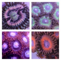 Ultra Rare Zoas & Palys