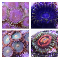 Ultra Rare Zoas & Palys