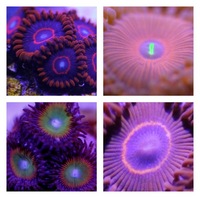 Ultra Rare Zoas & Palys