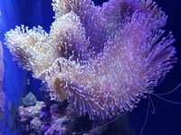 Marine aquarium