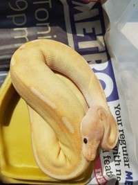 1.0 Cb17 Juvenile Banana Champagne Het Red Axanthi