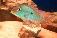 True Geophagus Neambi