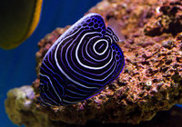 CHEAP MARINE FISH COLLECTION ASAP