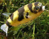 AMAZON PUFFER FISH WANTED. (South American Puffer)